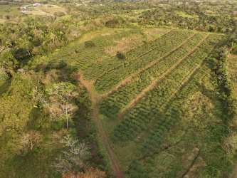 Rural farmland with cultivated plots surrounded by dense greenery aerial La Mendoza Panama