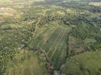 Aerial view with cultivated plot rows amid countryside terrain for sale El Arado Panama