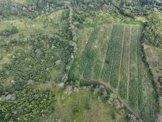 Cultivated farmland rows surrounded by dense vegetation aerial countryside Panama