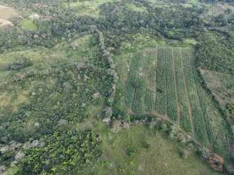 Panoramic aerial farmland with crop rows and dense surrounding greenery in La Mendoza Panama