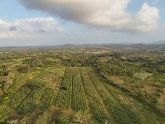 Aerial farmland with green plantations rolling hills partly cloudy sky in La Mendoza Panama