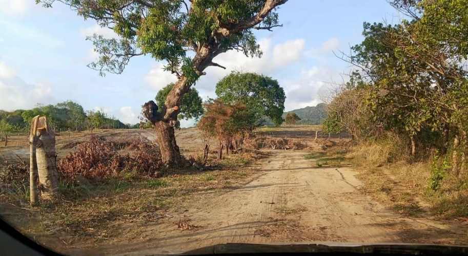 Internal access dirt road across wooded land parcel for sale Santa Catalina beach Panama