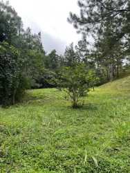 Gently sloped hilltop residential lot with trees in Altos del María