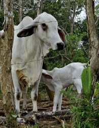 5005m2 Country Land in Green Dream PTY La Represa Capira