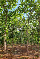 Teak plantation trees with sunlight Green Dream PTY project Capira Panama