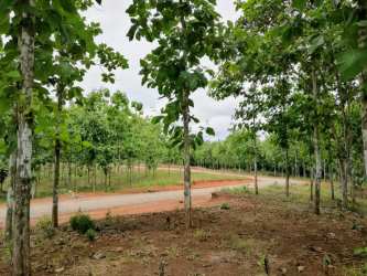 View of natural forest and plantation in Green Dream PTY estate Panama