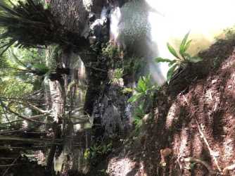 Natural lush creek with vegetation adventure park property Panama