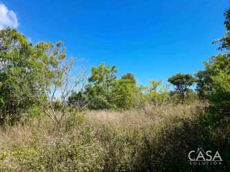 Natural canyon and water source adjacent coffee farm in Boquete Alto Quiel