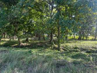 Dense wooded area mixed with grass ideal for agricultural use or eco projects Tonosí near Las Tablas Panama