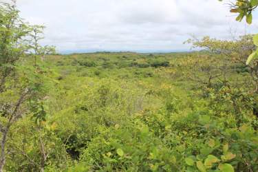 Wide view of green acreage with dense shrubs and natural landscape in Aguadulce Panama farmland