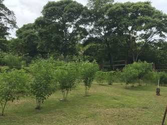 Young and mature trees over manicured lawn on 4200m2 titled land Chame Panama