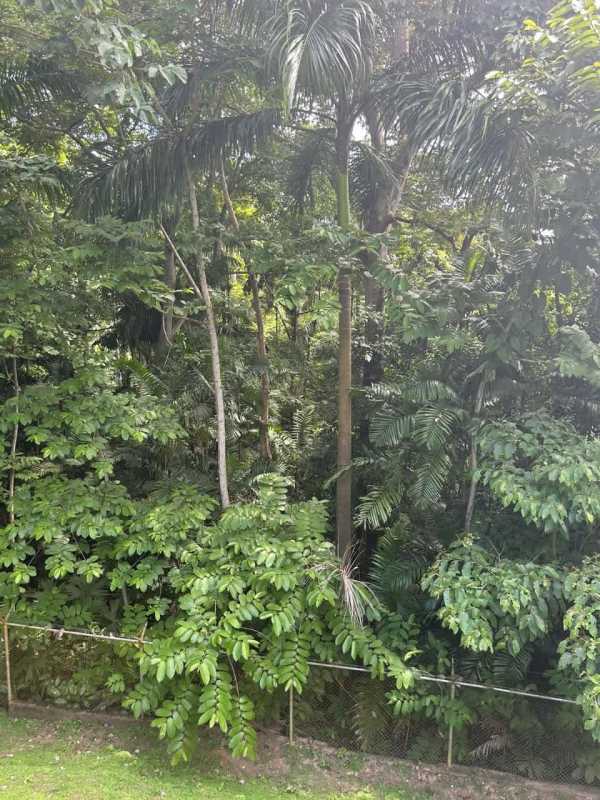 Two-story rental house with driveway and lush garden in Cerro Ancón area Clayton Panama