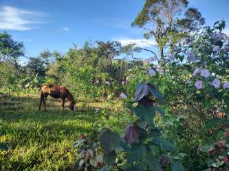 Horse grazing in lush countryside pasture with forest backdrop Veraguas Panama