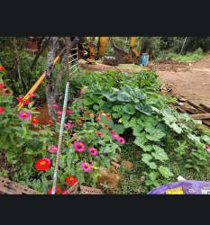 Tiered garden landscaping with shrubs on mountain finca Veraguas Panama