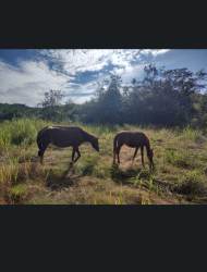 Wide view of green pastures and farmland with tree line on self-sufficient mountain finca