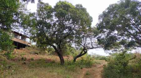 Dense mature trees and greenery on 23ha land Veraguas Panama