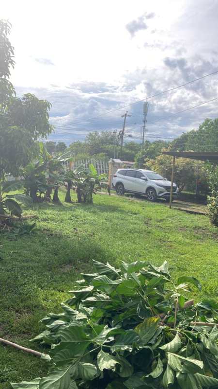 Lush tropical garden with mature coconut tree residence for sale in Pedregal Panama