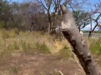 Land parcel by access road with trees close to Playa Monagre in Los Santos Panama