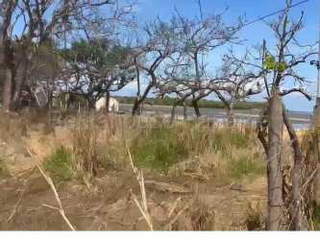 Land Lot for Sale in Tonosí - 0 bedrooms