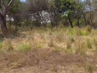 Flat beachfront land with perimeter fencing and native trees in Los Santos Panama for sale