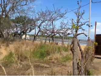 Vacant wooded lot with natural vegetation and ocean frontage in Panama for sale