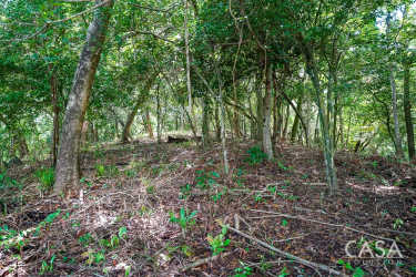 Forested land with tropical trees and glimpse of the ocean in Boca Chica Panama