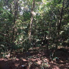 Land for Sale in Cerro Azul - 0 bedrooms