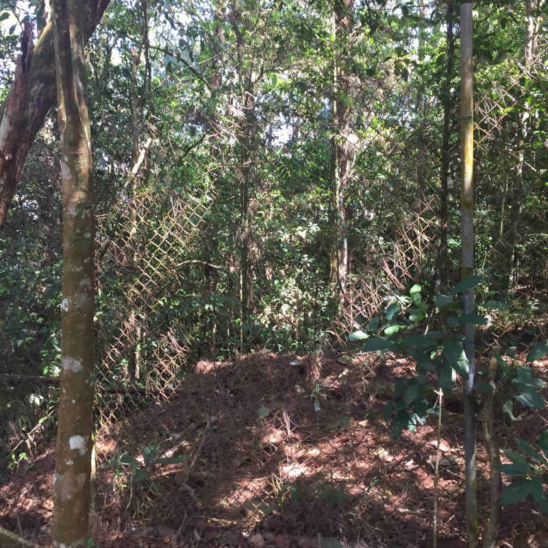 Partially fenced mountain forest plot for sale in Cerro Azul Panama City area