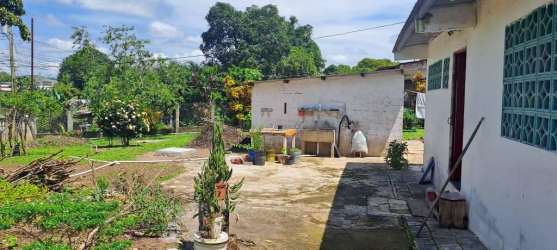 Lush tropical fruit garden with bananas and greenery on the property lot