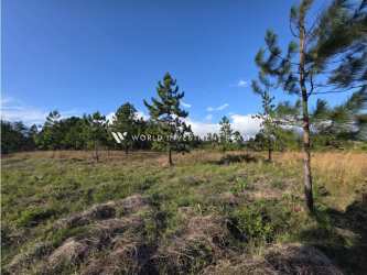 Open grassy Boquete plot with natural pine trees under clear mountain sky