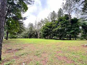 Green grassy lot bordered by tall mature trees in Altos del María Chame Panama