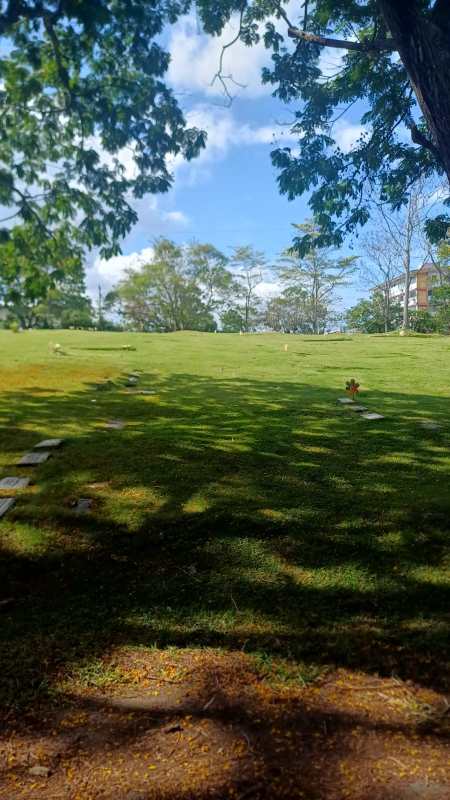 Serene grassy outdoor scene with mature trees and headstones in Jardín de Paz, Panama Viejo