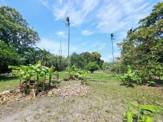 Land plot with banana plants, tall palm trees and lush garden in Chame Panama