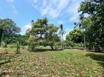 Open tropical garden plot with mature trees under blue sky Chame Panama