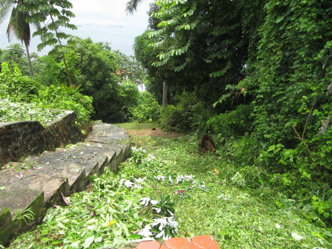 Lush tropical foliage with tall palm trees on residential lot Isla Taboga Panama