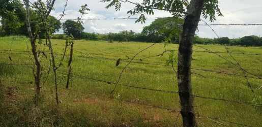 Fence-lined green pasture with trees under blue sky in countryside of Santa Ana Los Santos
