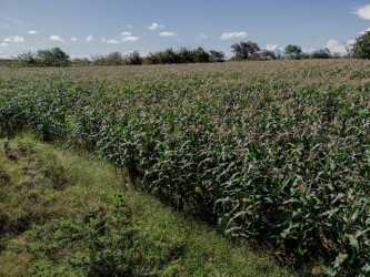 Large cornfield with blue sky background on titled farm near Santa Ana Los Santos Panama