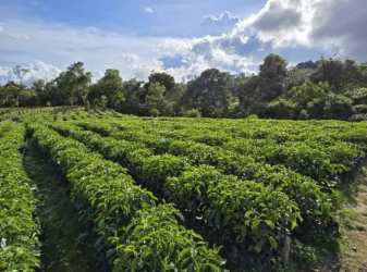 Planted rows of Geisha coffee plants surrounded by green hills under clear skies Chiriquí Panama