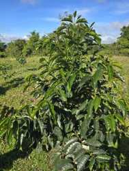 Young coffee saplings and fruit trees on fertile open land with mountain background in Chiriquí Panama