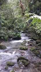 Rows of coffee plants interspersed with fruit trees on mountain slope in Chiriquí Panama