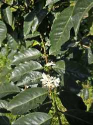 Flowering white bushes among lush mountain greenery on Geisha coffee farm