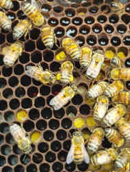 Close-up of honey bees on honeycomb at coffee plantation apiary Chiriquí Panama