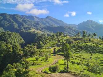 Pure mountain stream with rocks and lush vegetation running through Geisha coffee plantation Chiriquí Panama