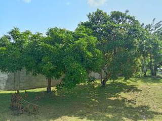 House for Rent in San Carlos - 5 bedrooms