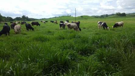 Green pasture with blue sky panoramic view Veraguas Panama ranch land