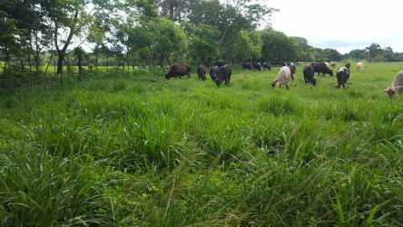Agricultural land with cows and shade trees near Santiago Panama