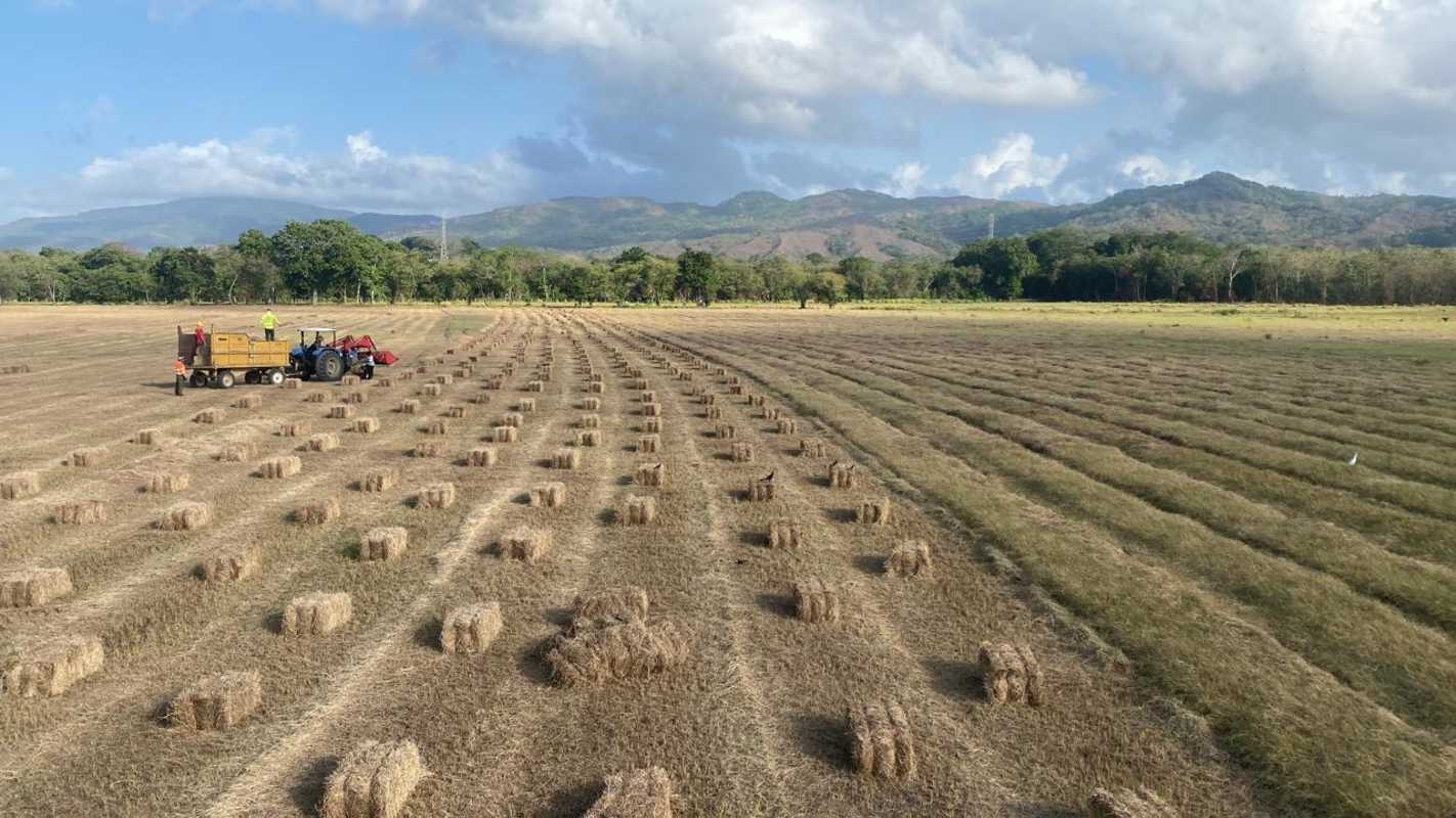 Agricultural activity on vast farmland with tractor and organized hay bales mountain backdrop Chepo Panama