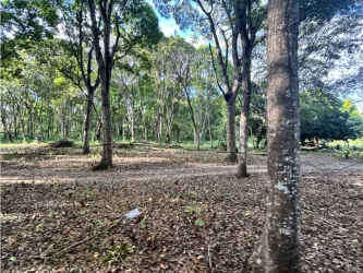 Mature trees and flat land ideal for commercial or residential project in Panama Oeste