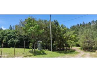 Open land with fruit trees and timber trees on rural farm Panama Oeste