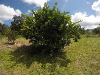 Agricultural field with young plants bordering forest area Cerro Azul Panama